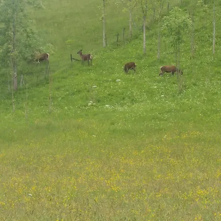 Semesterbostad Ha-py Family